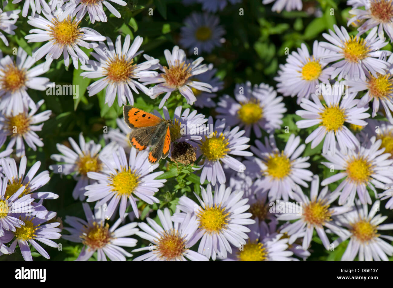 Small copper butterfly, Lycaena phlaeas, on a michaelmas daisy, Aster spp., flower in autumn Stock Photo