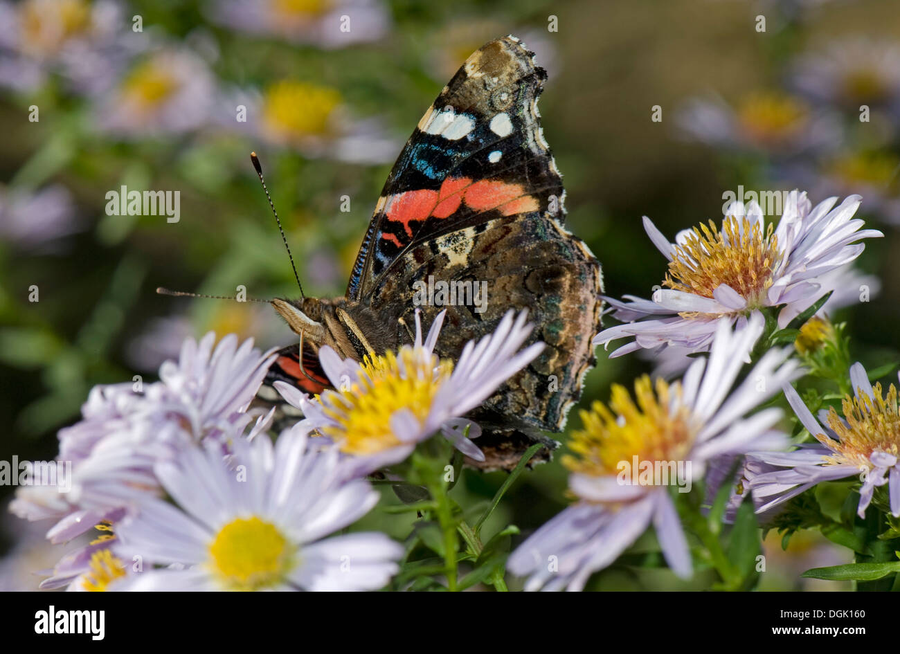 Red admiral butterfly, Vanessa atalanta, on a michaelmas daisy, Aster spp., flower in autumn Stock Photo