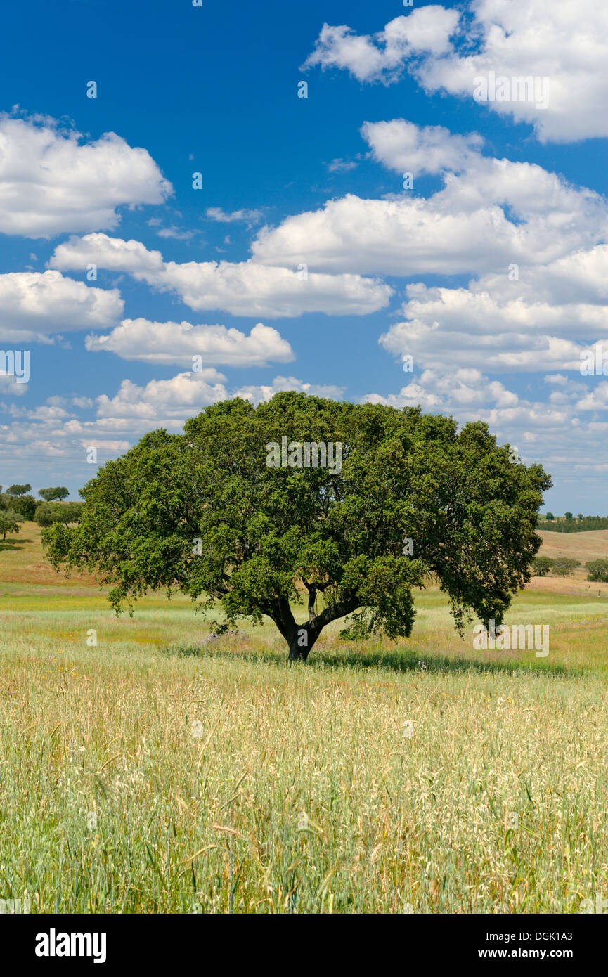 Portugal, the Alentejo plains, cork trees in a field Stock Photo Alamy