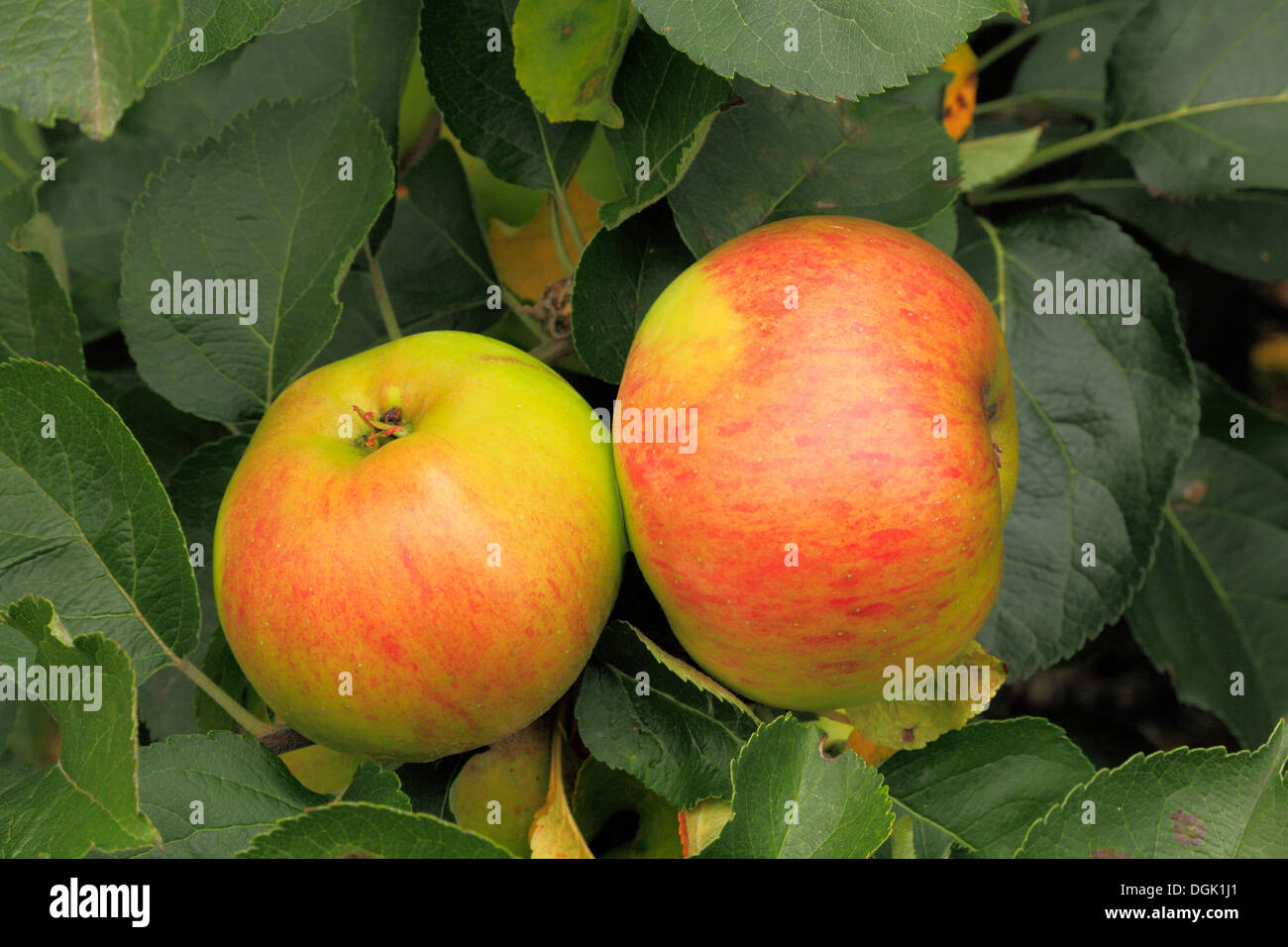 Apple 'Bramley's Seedling', Syn. 'Bramley', Malus Domestica Apples ...