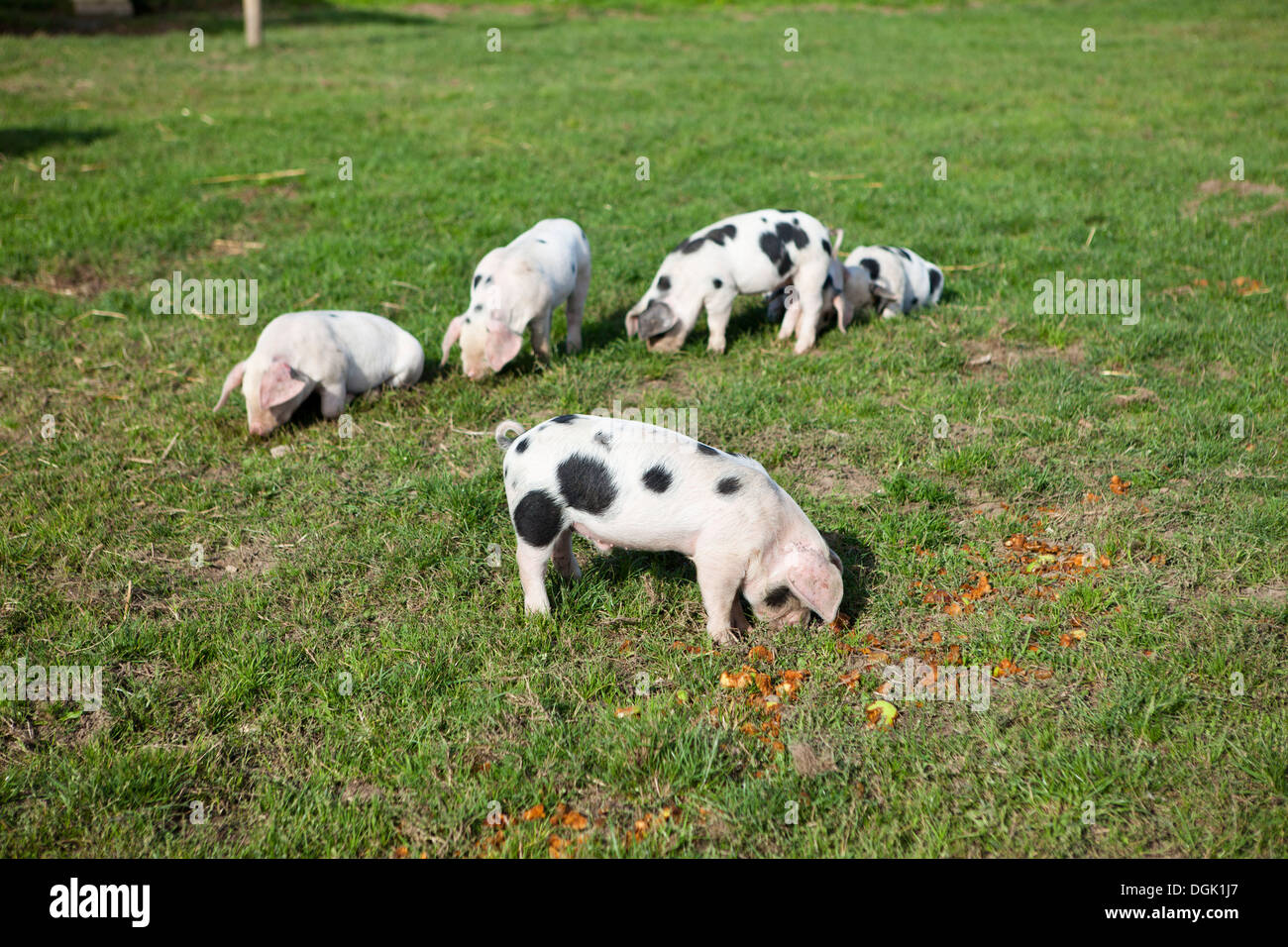 Piglet milk hi-res stock photography and images - Alamy
