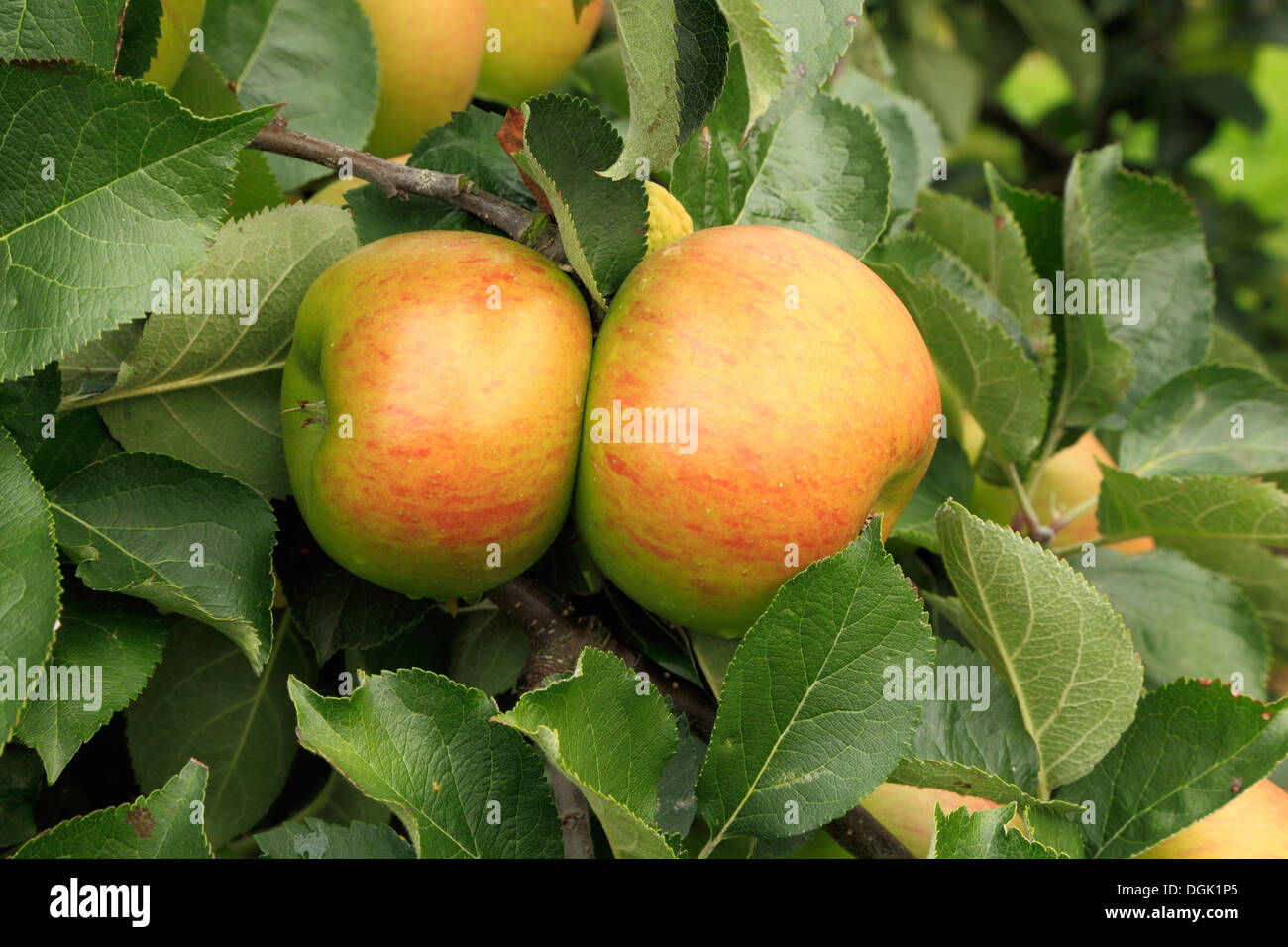 Apple 'Bramley's Seedling', syn. 'Bramley', malus domestica apples variety varieties growing on tree Stock Photo