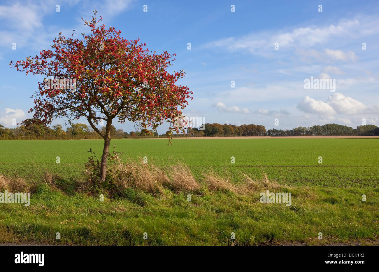A colorful Whitebeam tree, Latin name Sorbus aria beside a field of young wheat on a grassy verge under a blue sky in autumn Stock Photo