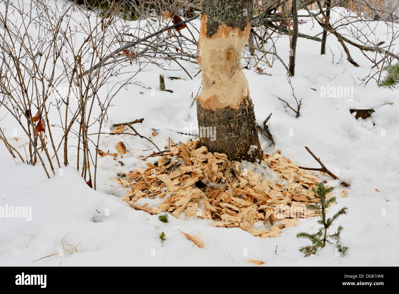 Fresh Wood Chips Created By A Beaver Chewing An Aspen Tree Trunk Stock Photo Alamy