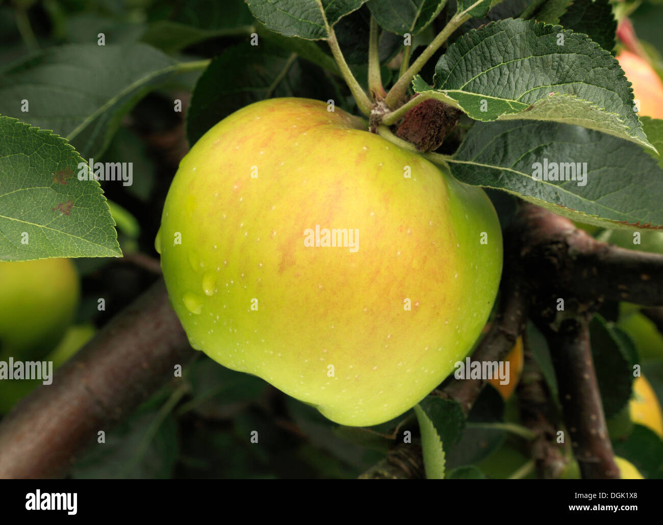 Apple 'Bramley's Seedling', syn. 'Bramley', malus domestica apples