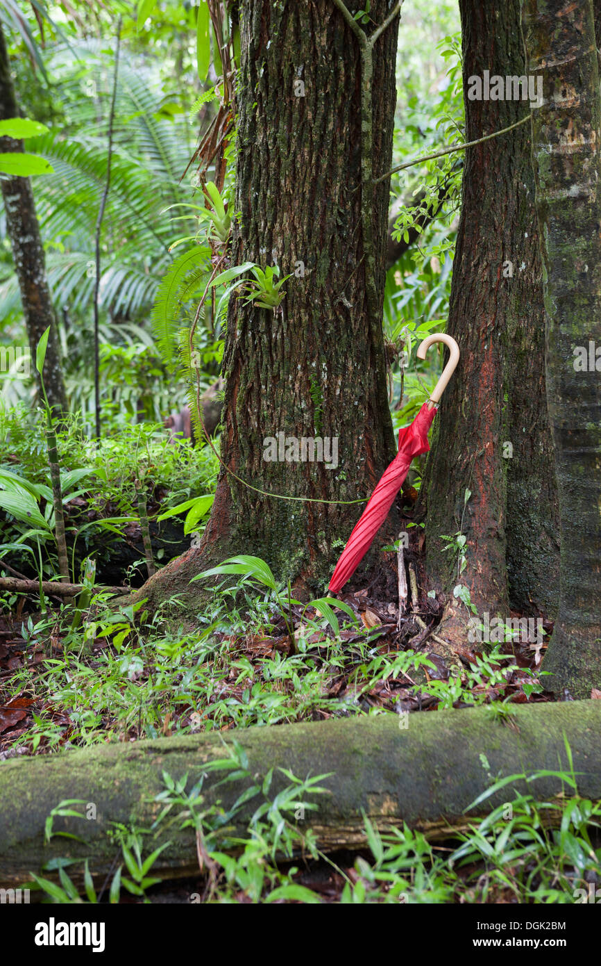 Red umbrella leaning against a tree in the rainforest, El Yunque National Forest, Puerto Rico