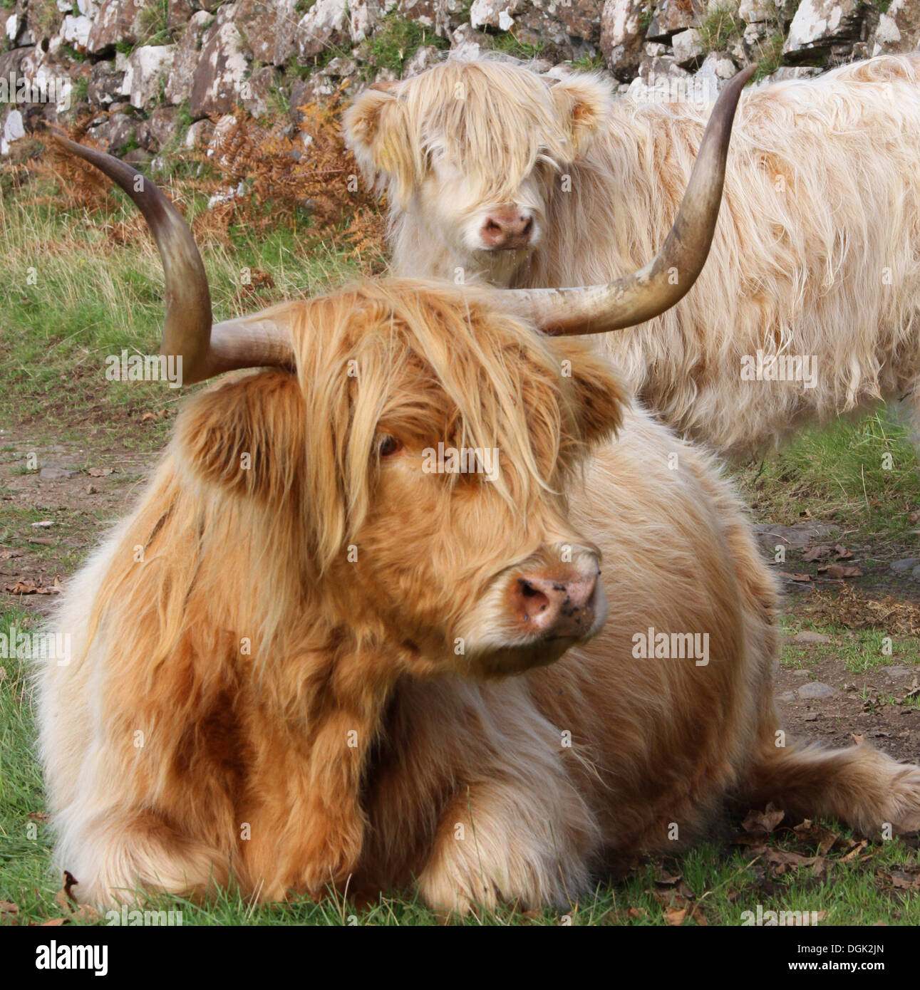 Highland cow and calf, Glengorm Estate, Isle of Mull Stock Photo - Alamy