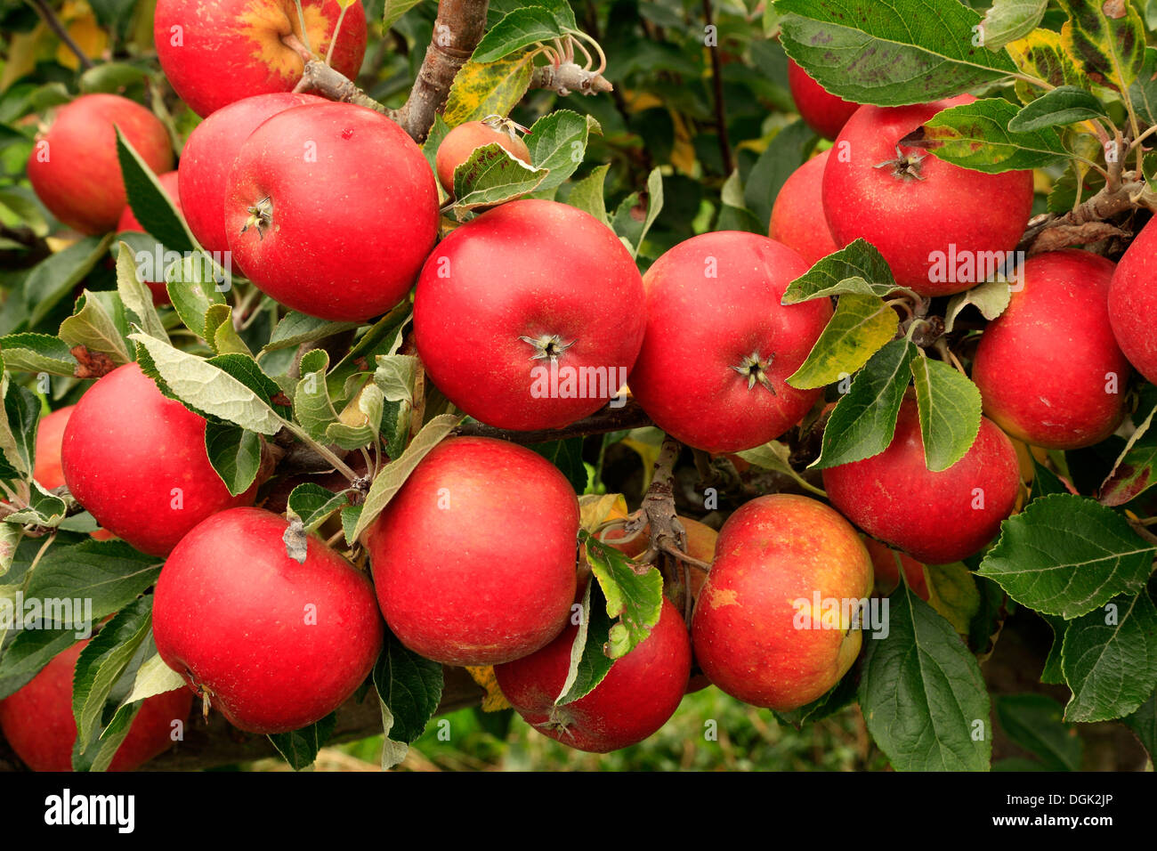 Apple 'Cox's Orange Pippin', malus domestica apples variety varieties growing on tree Stock Photo