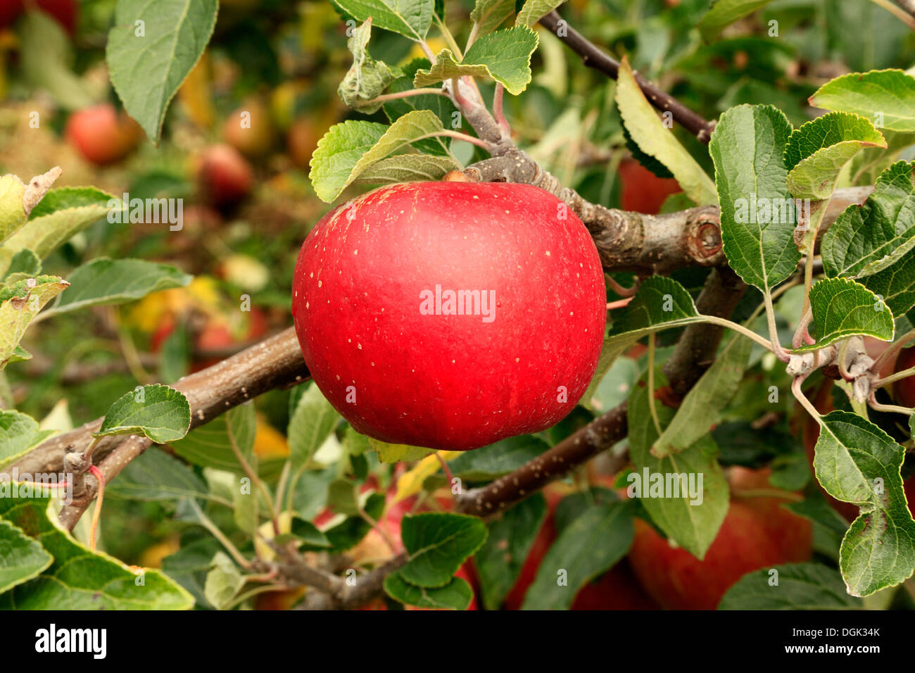 Apple 'Cox's Orange Pippin', malus domestica apples variety varieties growing on tree Stock Photo