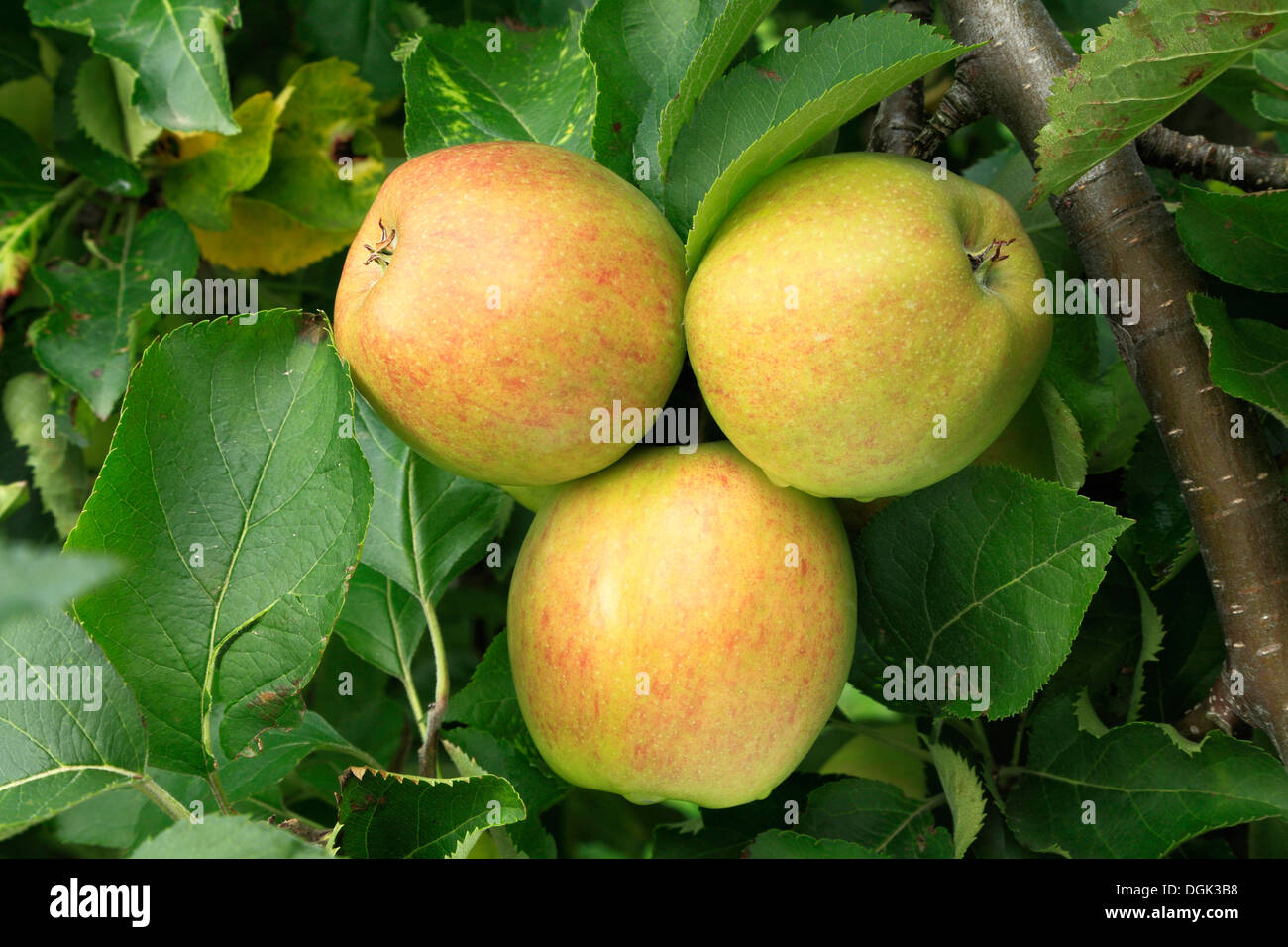 Apple 'Crown Gold', malus domestica apples variety varieties growing on tree Stock Photo