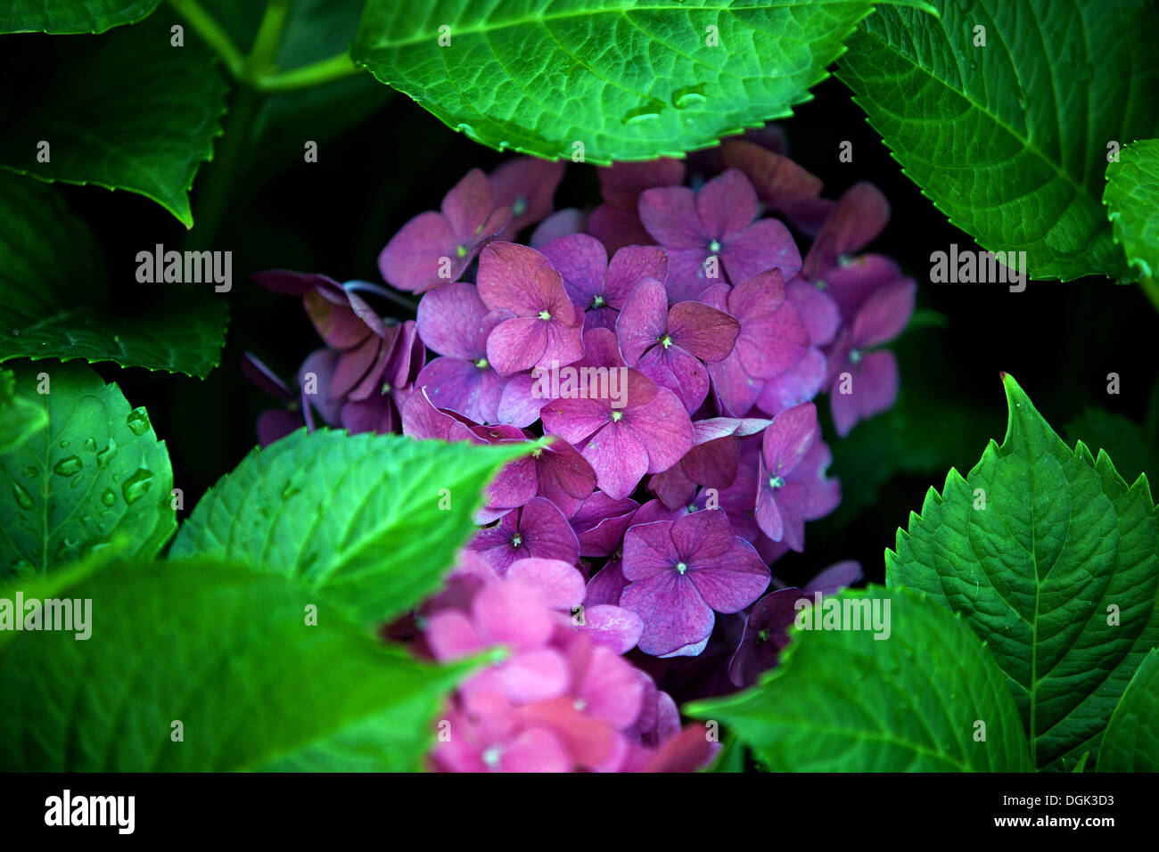 Hydrangea macrophylla flower in leaves Stock Photo