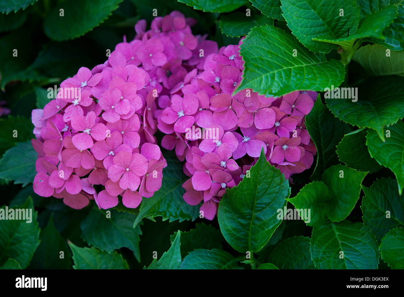 Hydrangea macrophylla, pink flowers Stock Photo