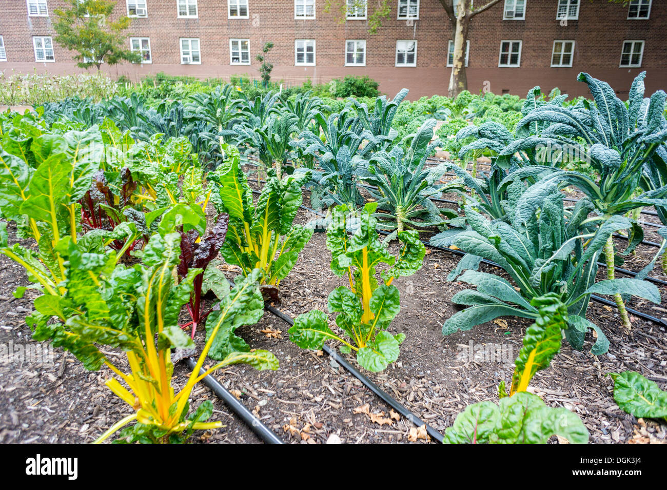 Crops growing at the Red Hook Houses urban farm in Brooklyn in New York