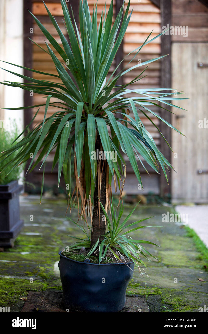 Plant in a pot, Yucca garden Stock Photo Alamy