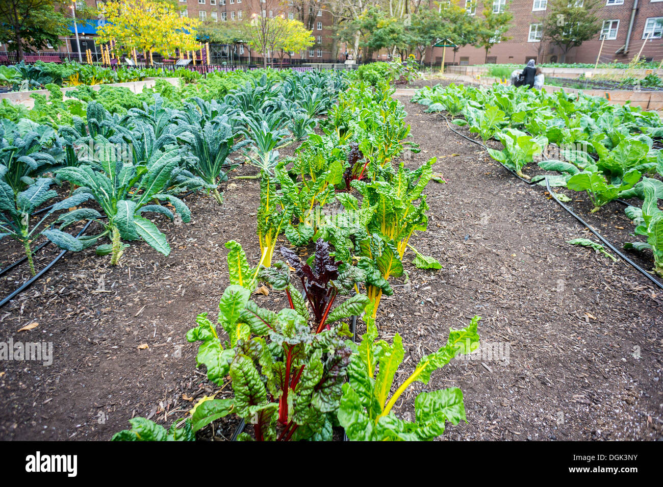 Crops growing at the Red Hook Houses urban farm in Brooklyn in New York