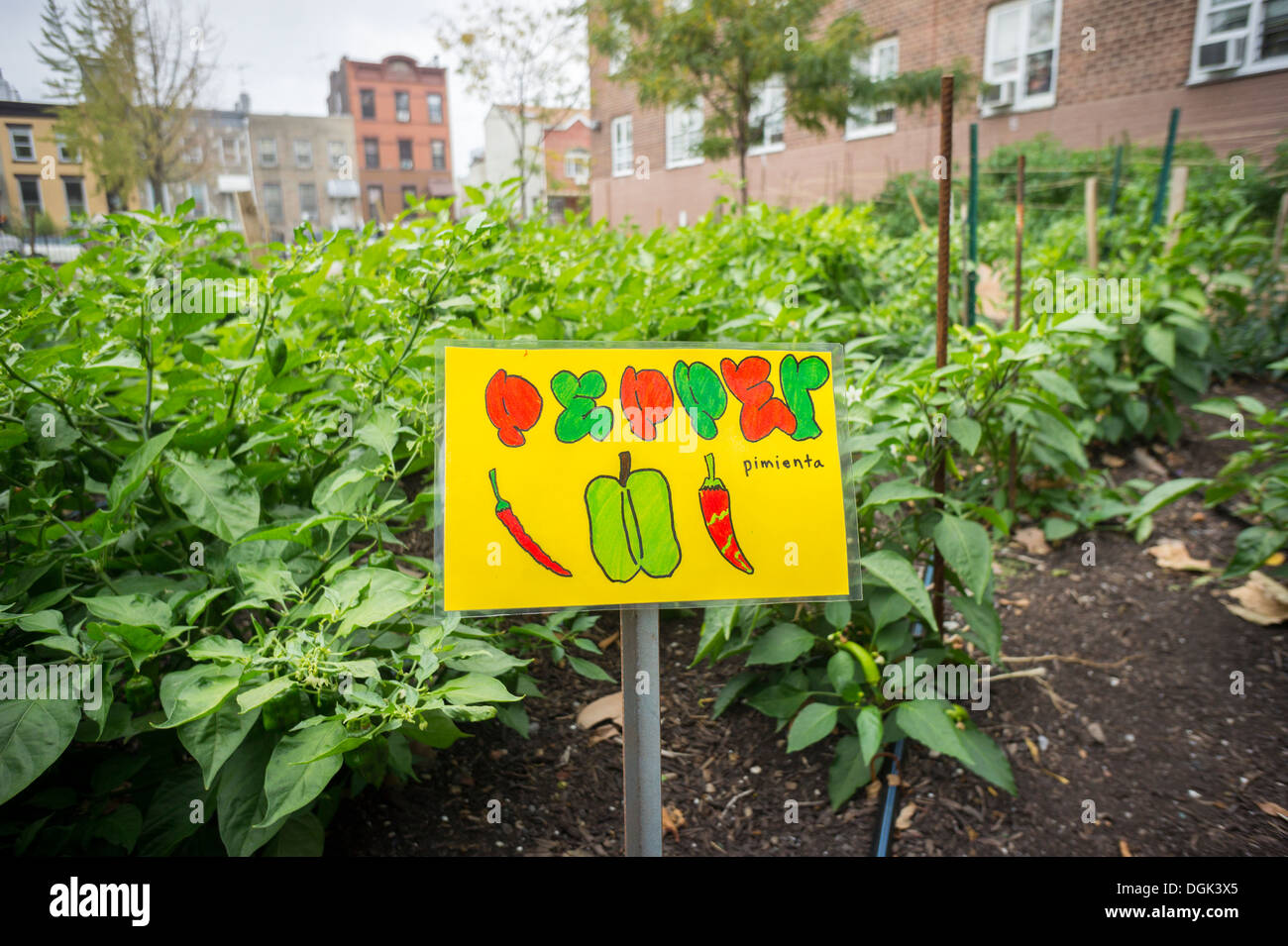 Crops growing at the Red Hook Houses urban farm in Brooklyn in New York