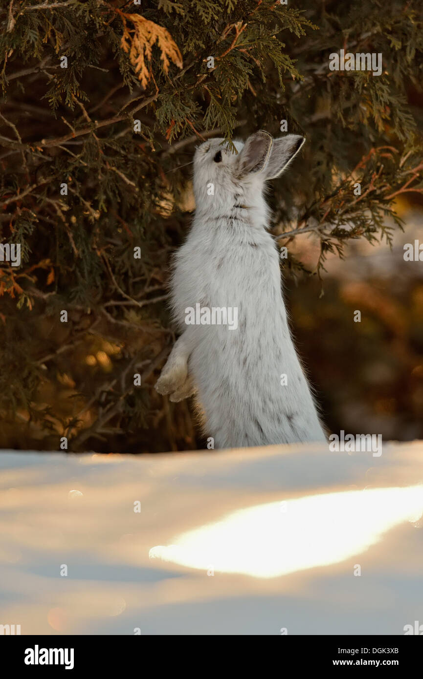 Varying hare, snowshoe hare, (Lepus americanus), Late winter Eating