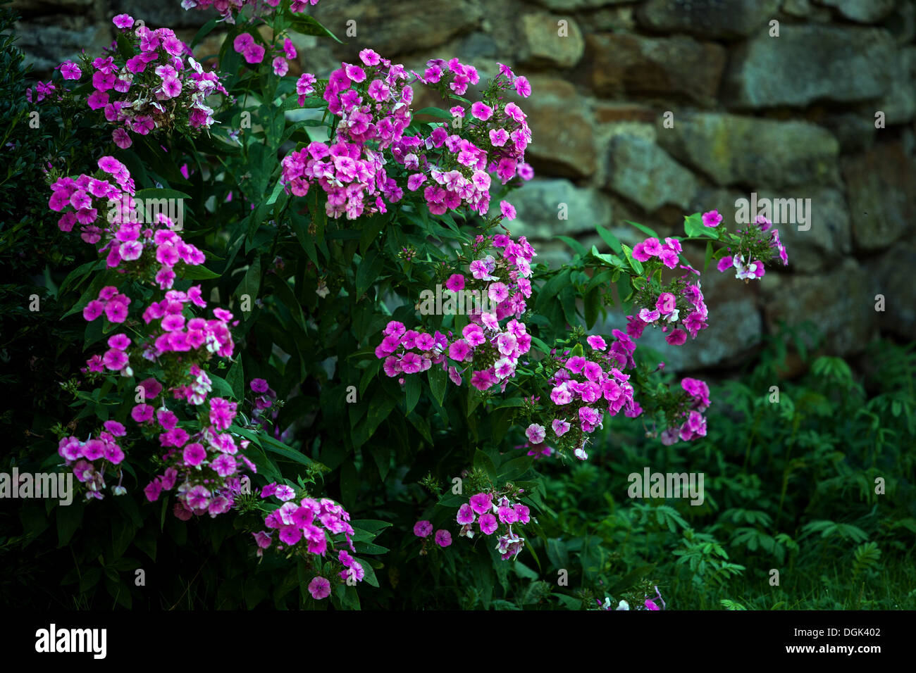 Purple garden Phlox paniculata wall Stock Photo