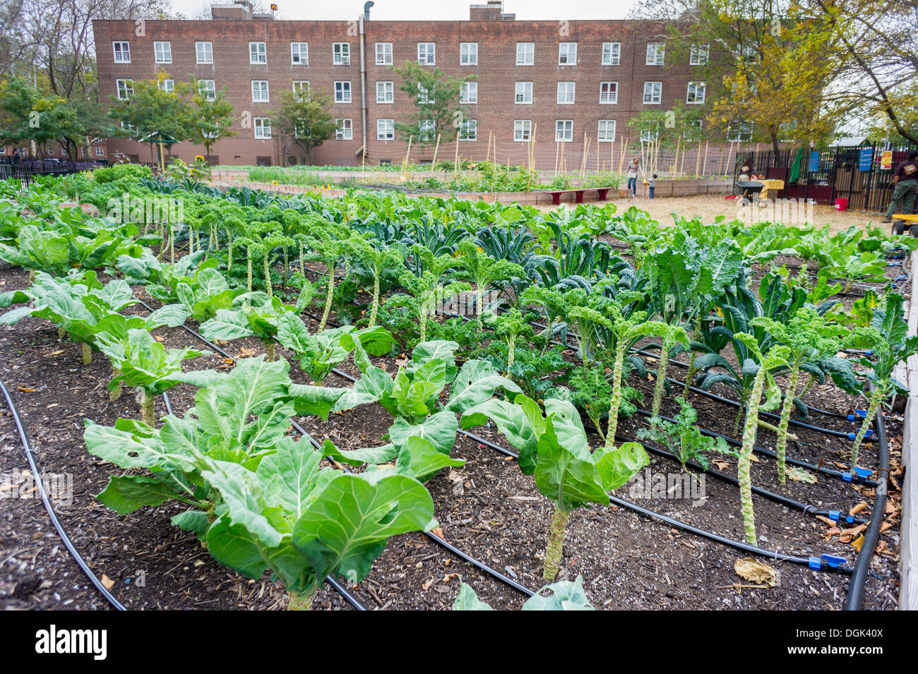 Crops growing at the Red Hook Houses urban farm in Brooklyn in New York