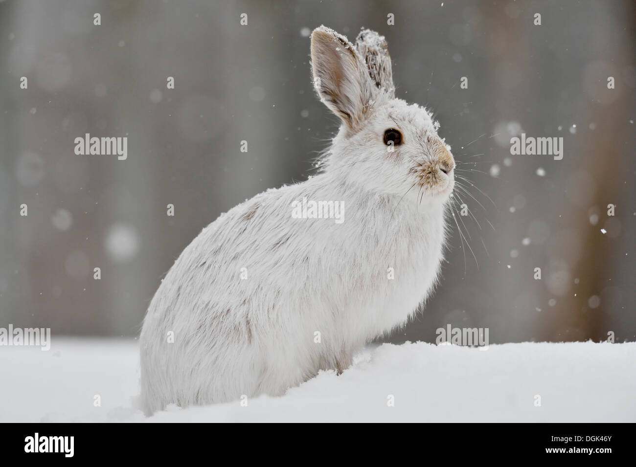 Snowshoe hare hires stock photography and images Alamy