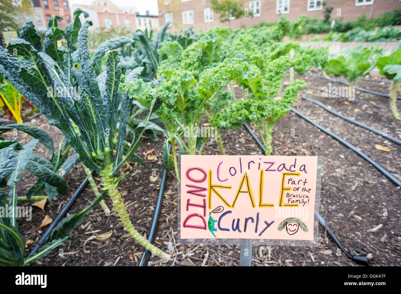 Crops growing at the Red Hook Houses urban farm in Brooklyn in New York