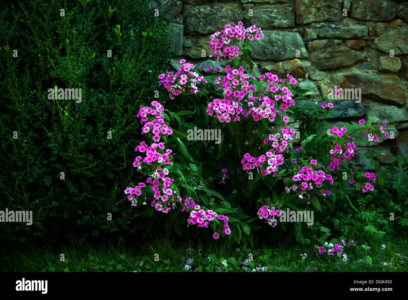 Purple garden Phlox paniculata at wall Stock Photo