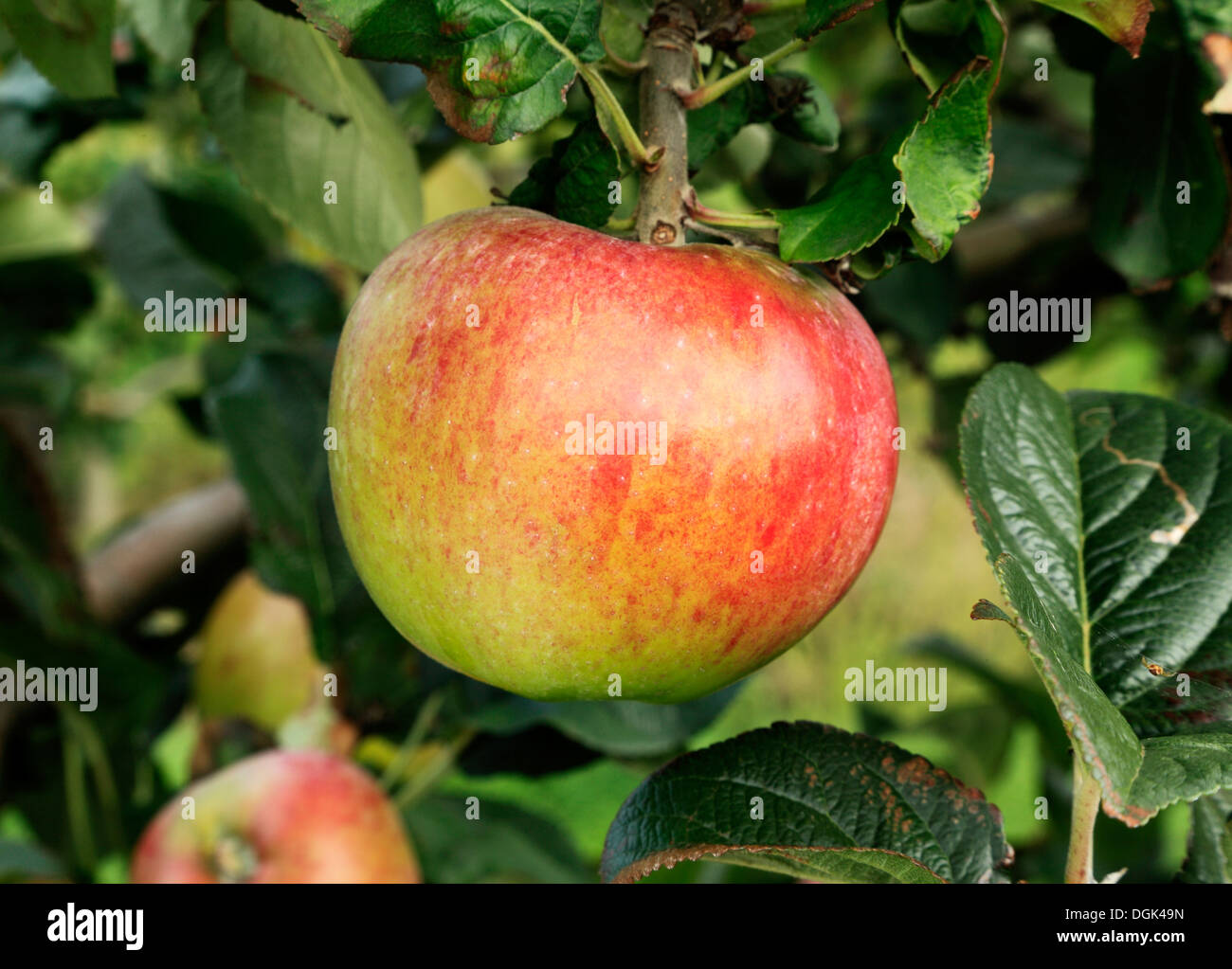 Apple 'Howgate Wonder',   malus domestica apples variety varieties growing on tree Stock Photo