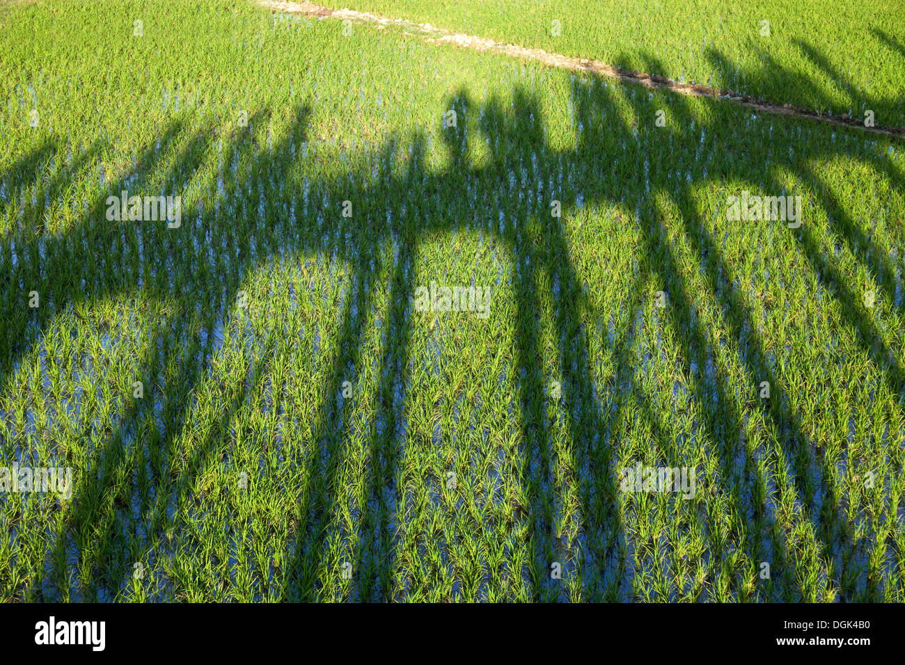 Shadow of the U Bein Teak Bridge across Taungthaman Lake in Myanmar ...