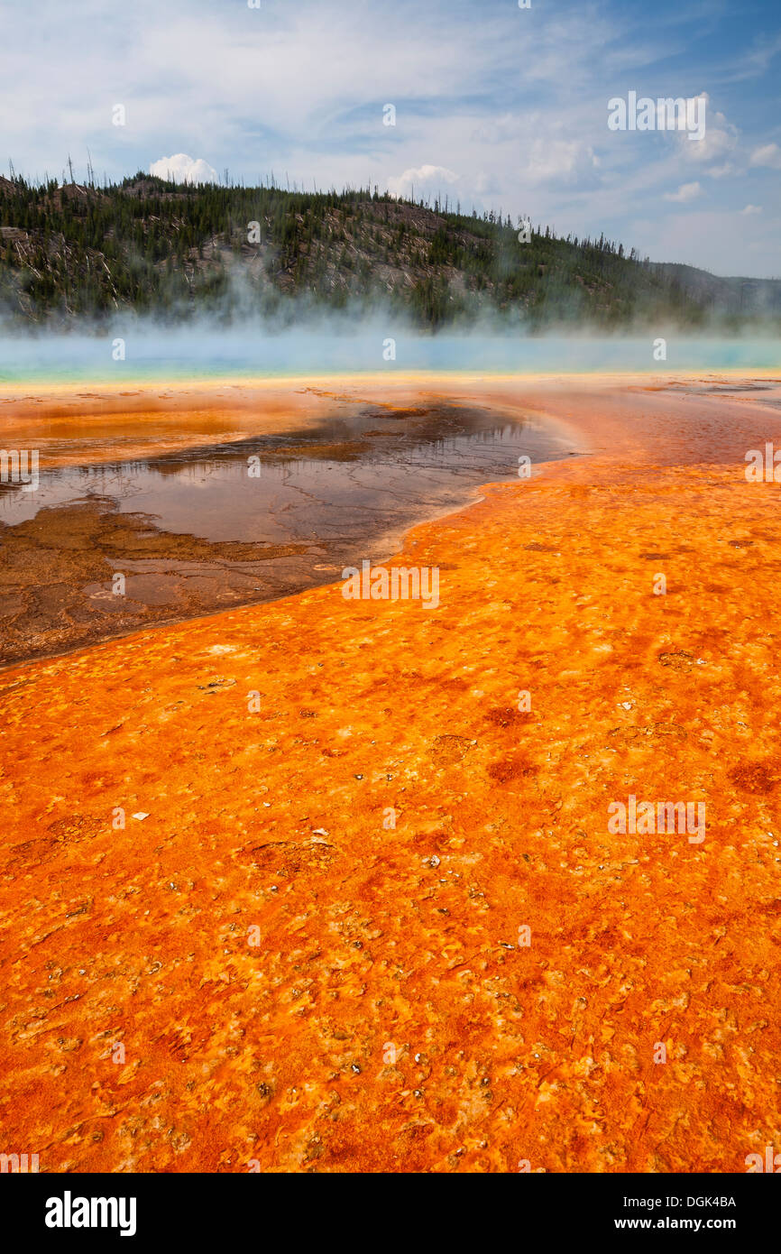 Colorful bacteria mat surrounding Grand Prismatic Spring, Midway Geyser Basin, Yellowstone National Park, Wyoming Stock Photo