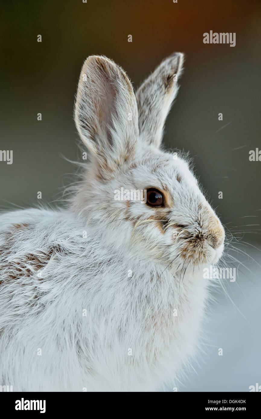 Snowshoe hares winter canada hires stock photography and images Alamy
