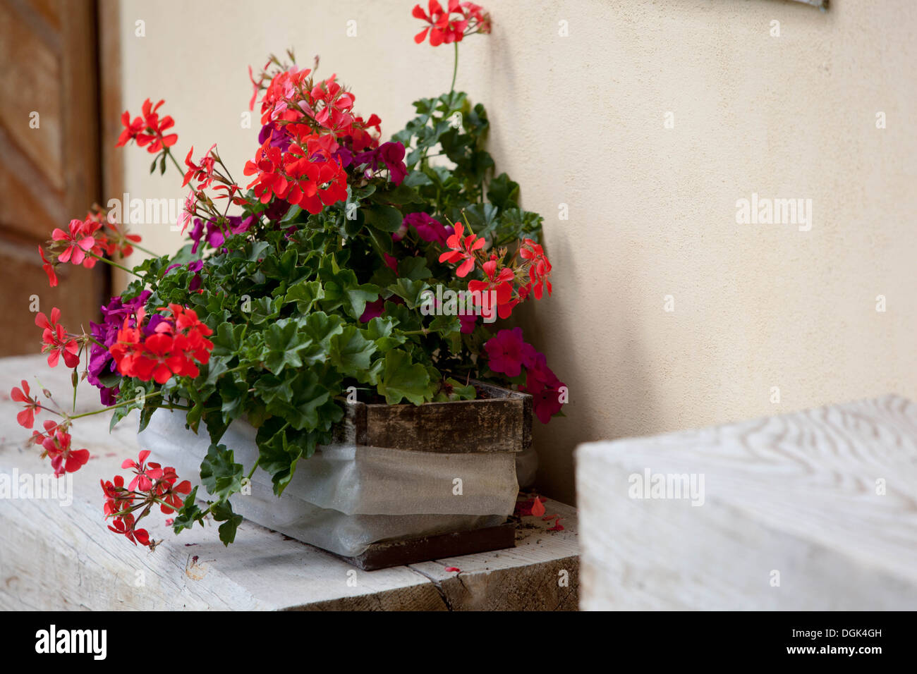 Red garden geranium flowers Pelargonium Czech Republic, Europe Stock ...