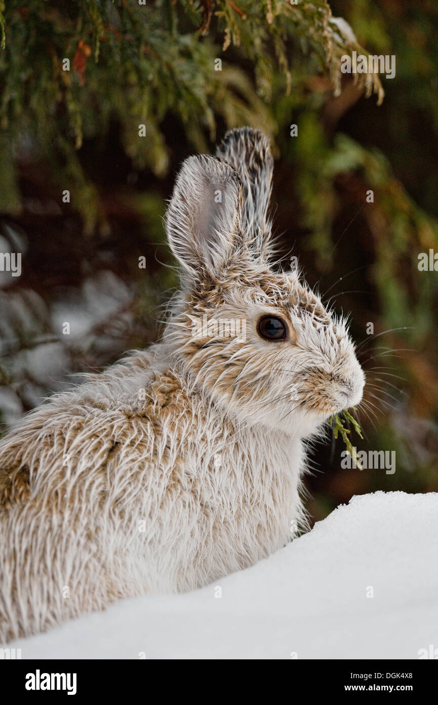 Varying hare, snowshoe hare, (Lepus americanus),  Late winter pelage, Greater Sudbury,  Ontario, Canada Stock Photo