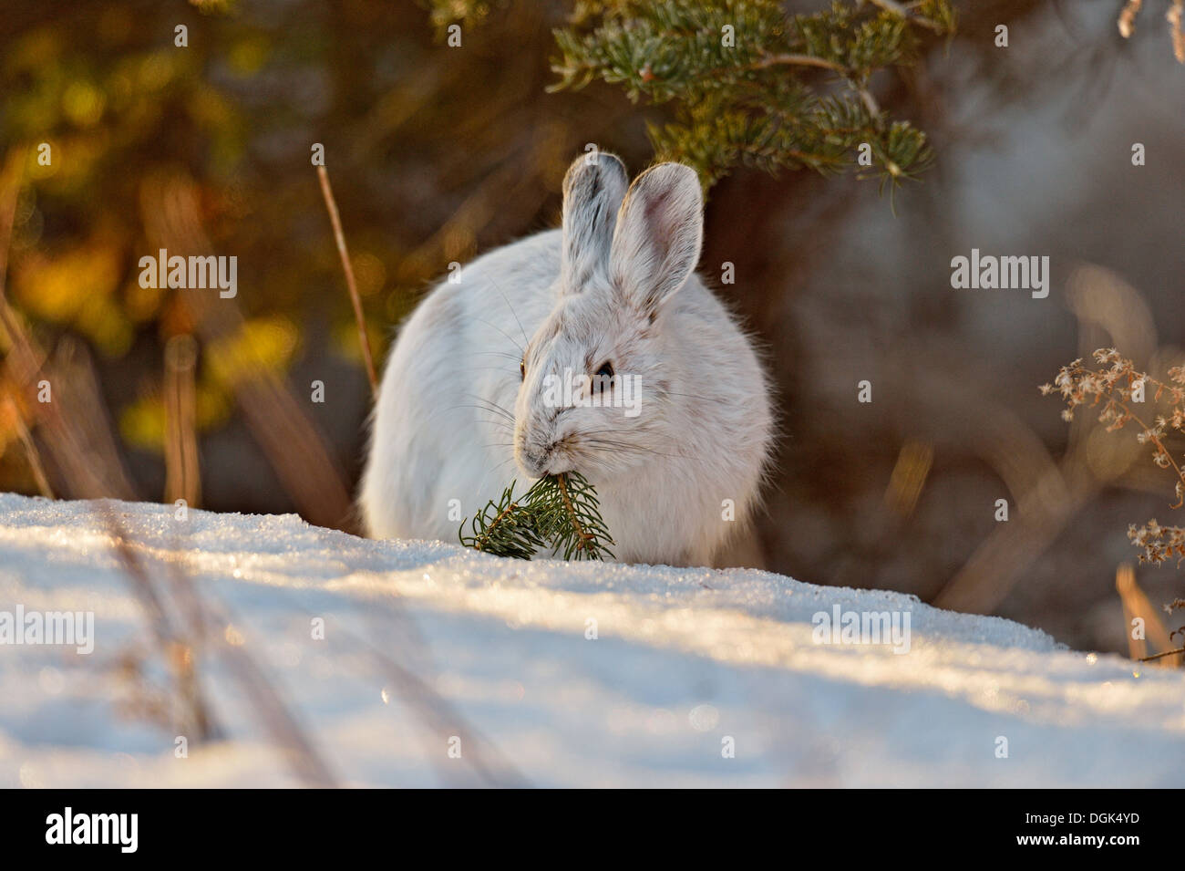 Varying hare, snowshoe hare, (Lepus americanus),  Late winter, Greater Sudbury,  Ontario, Canada Stock Photo