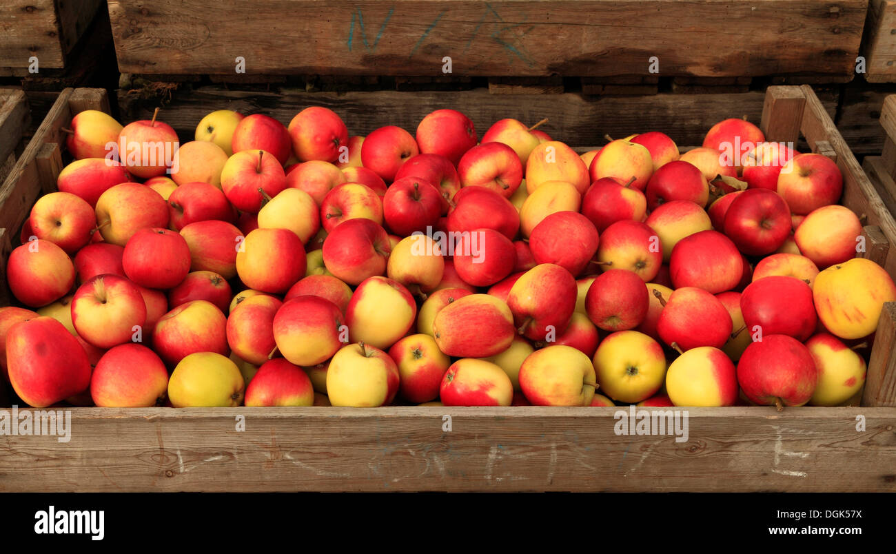 Apple 'Katy', syn. 'Katya', malus domestica, apples variety varieties in farm shop display Stock Photo