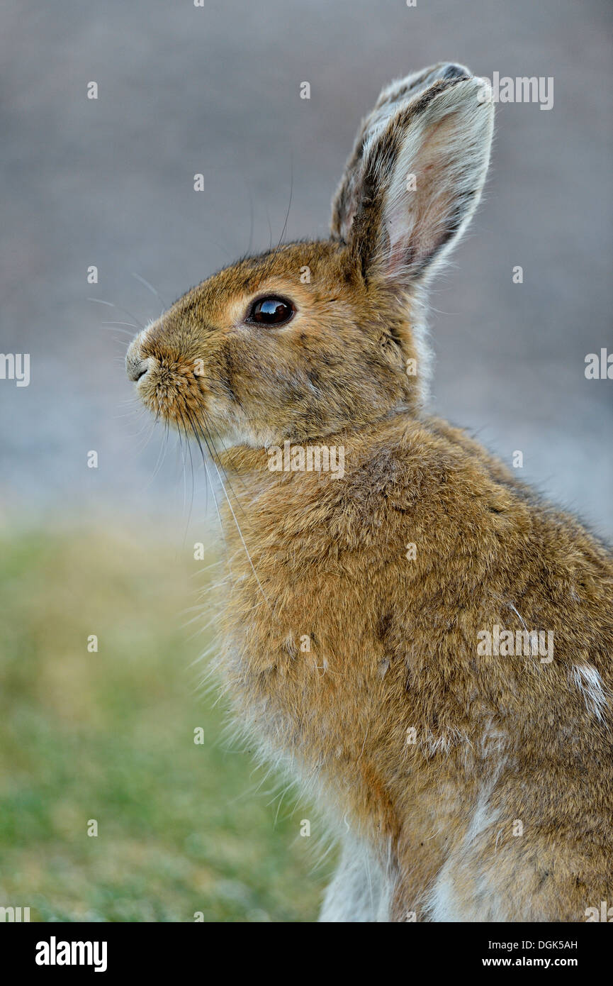 Varying hare, snowshoe hare, (Lepus americanus),  Transitional late spring pelage, Greater Sudbury,  Ontario, Canada Stock Photo