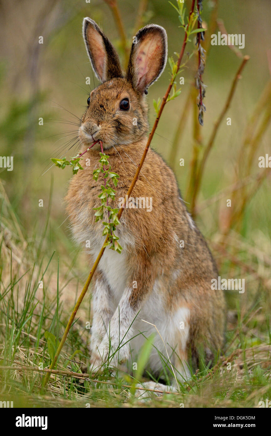 Varying hare, snowshoe hare, (Lepus americanus),  Eating willow, Greater Sudbury,  Ontario, Canada Stock Photo