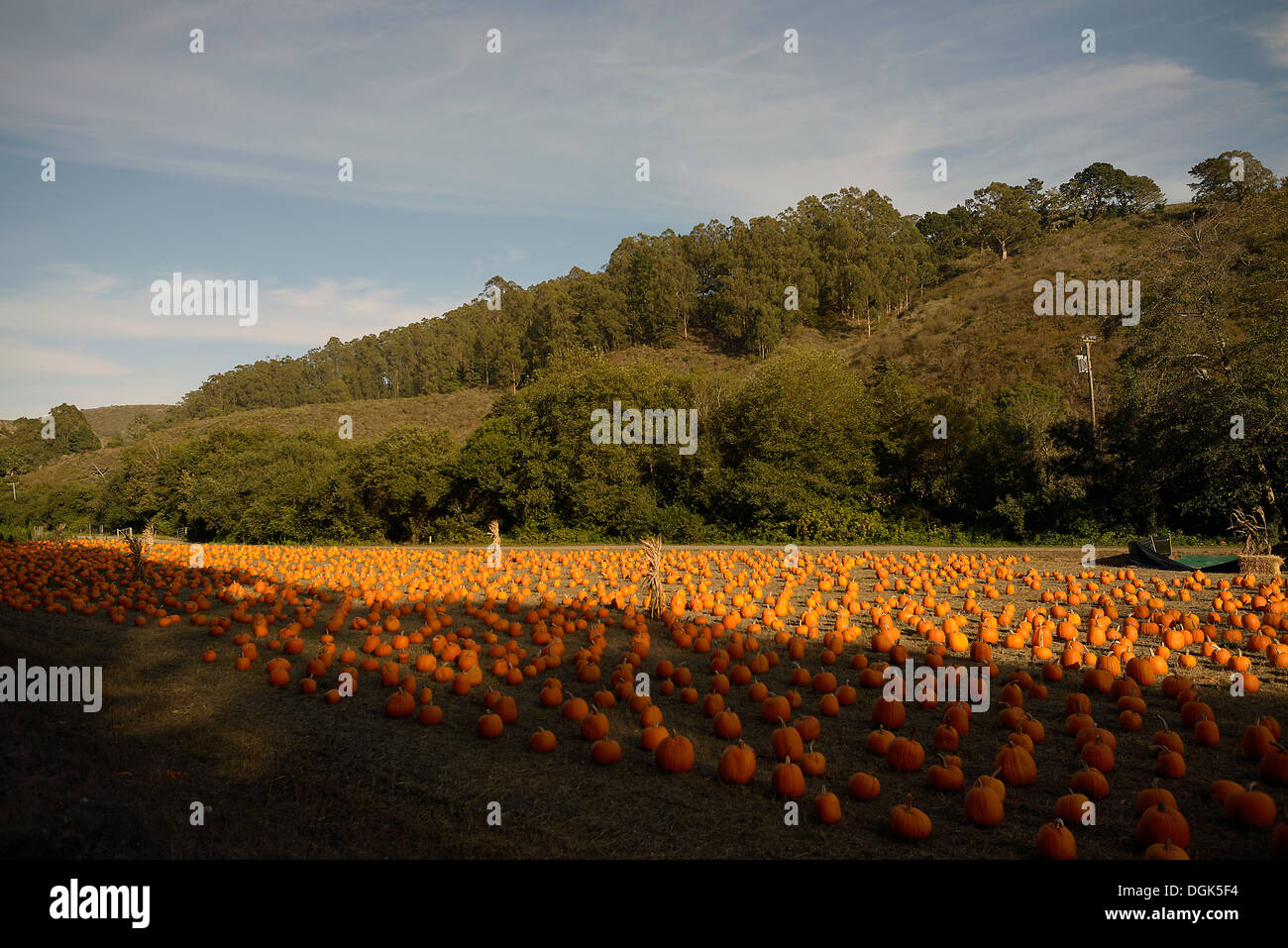 half moon bay california pumpkin field Stock Photo Alamy