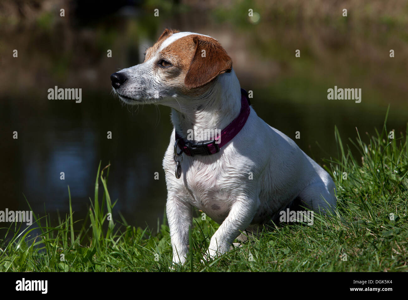 Are Jack Russells Intelligent Dogs