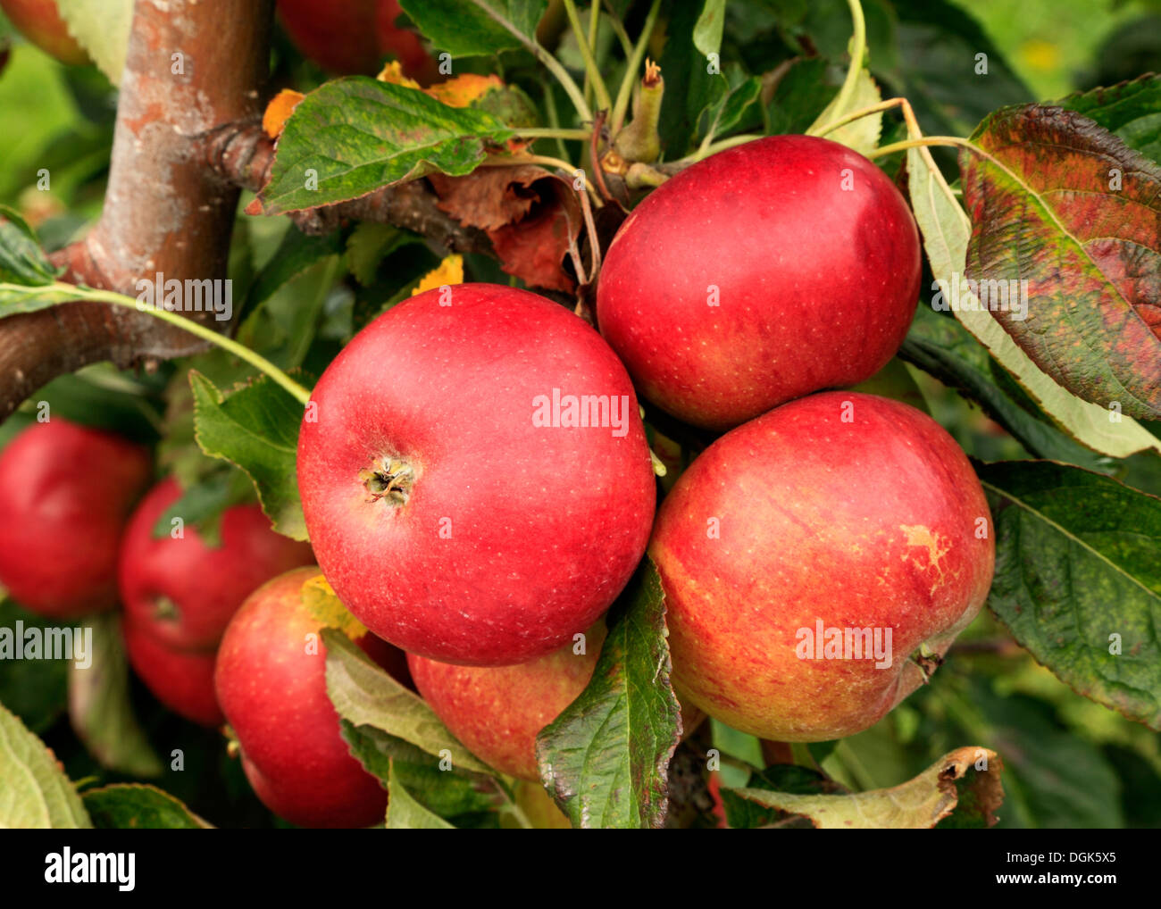 Apple 'Red Miller',  malus domestica apples variety varieties growing on tree Stock Photo