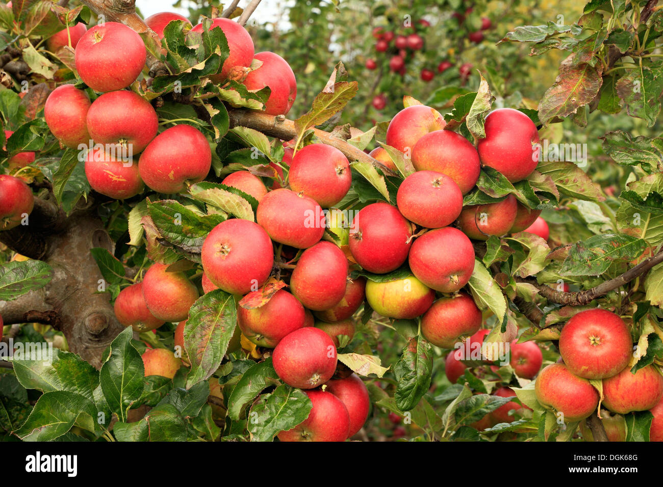 Apple 'Red Pippin',  malus domestica apples variety varieties growing on tree Stock Photo