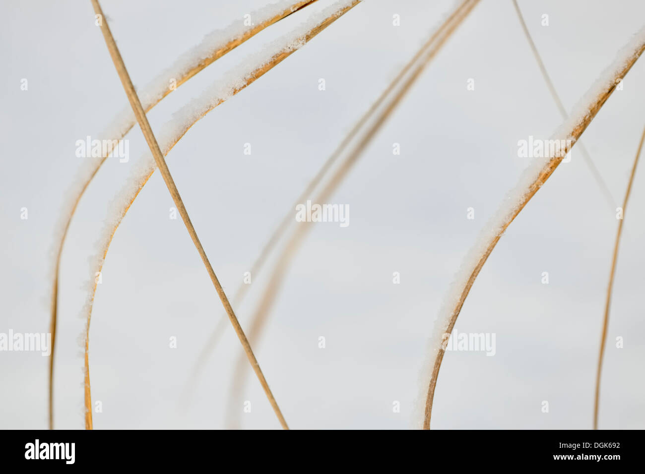 Bearded shorthusk (Brachyelytrum erectum) grass blades with a light dusting of snow Greater Sudbury, Ontario, Canada Stock Photo