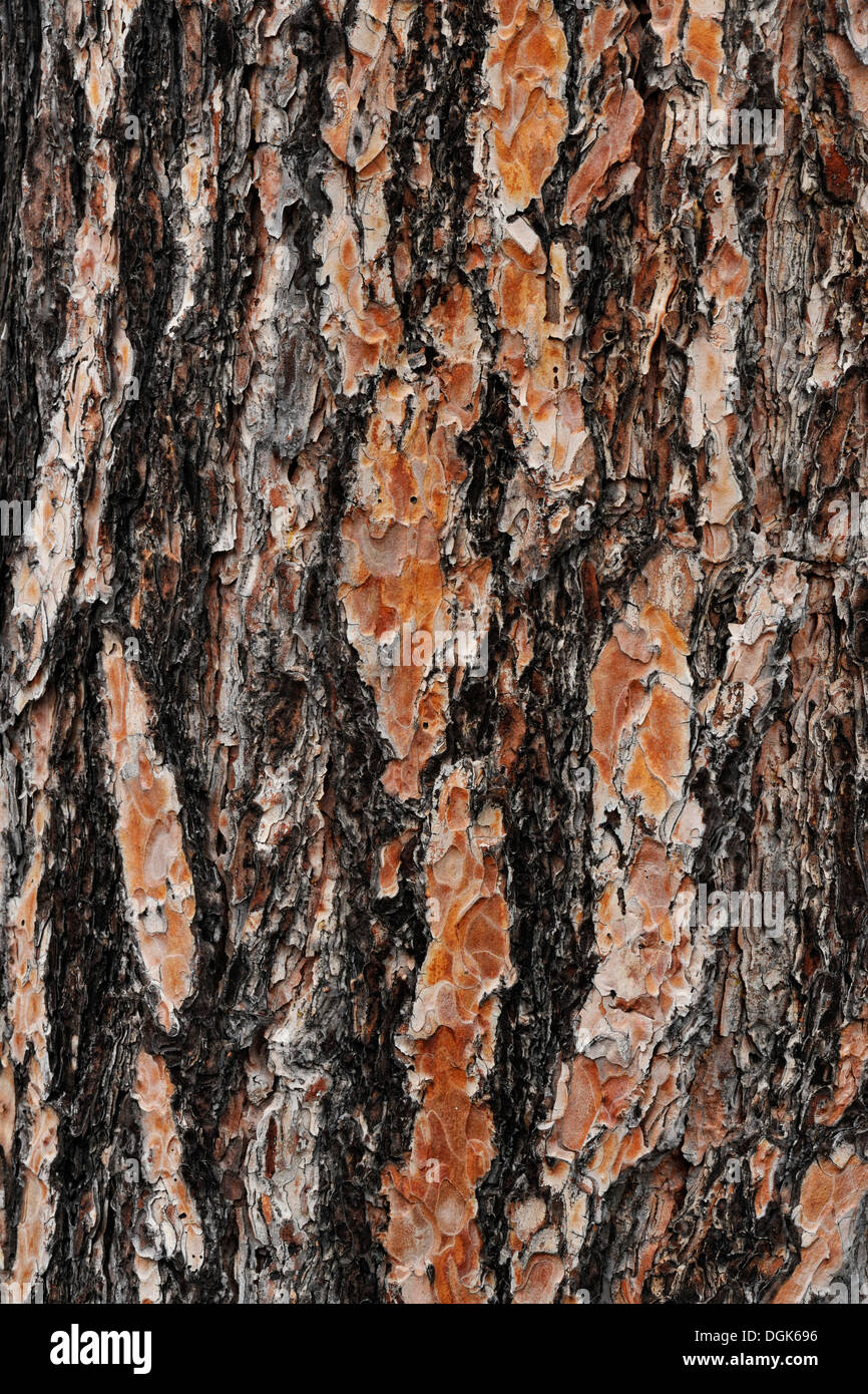 Red pine (Pinus resinosa)a Bark detail Greater Sudbury, Ontario, Canada Stock Photo