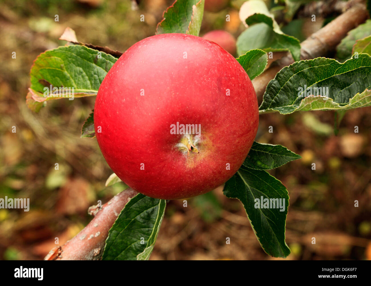 Apple 'Red Miller',  malus domestica apples variety varieties growing on tree Stock Photo