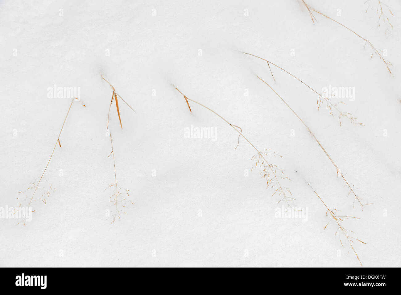 Redtop grasses in early winter snow Greater Sudbury, Ontario, Canada Stock Photo