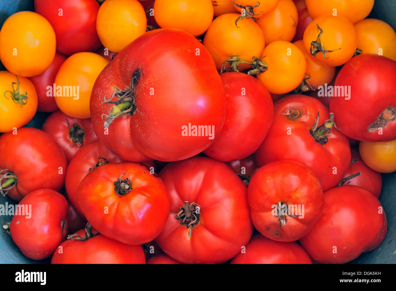 A harvest of tomatoes Different varieties like cherry and Bonnie Best