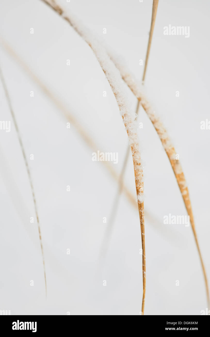 Red top (Agrostis gigantea) grass blades with a light dusting of snow Greater Sudbury, Ontario, Canada Stock Photo
