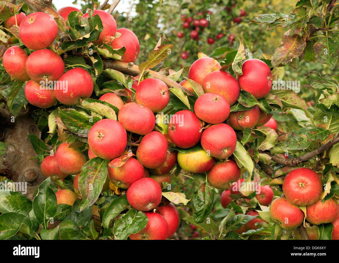 Apple 'Red Pippin',  malus domestica apples variety varieties growing on tree Stock Photo