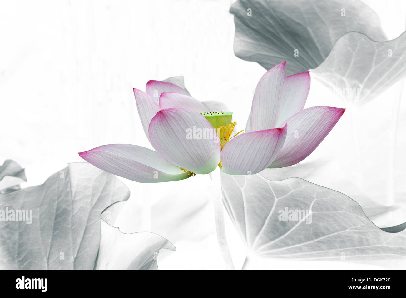 Pink and white lotus flower Stock Photo Alamy
