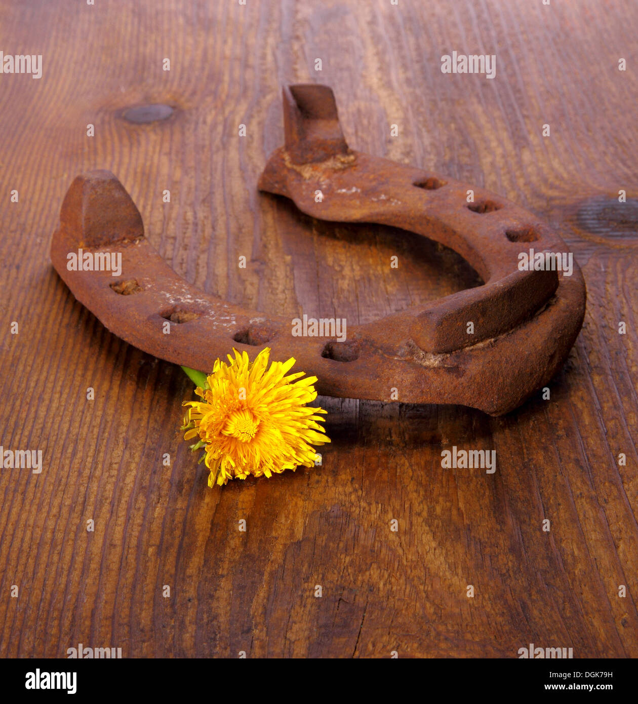 Old horseshoe with dandelion on wood background, close up Stock Photo