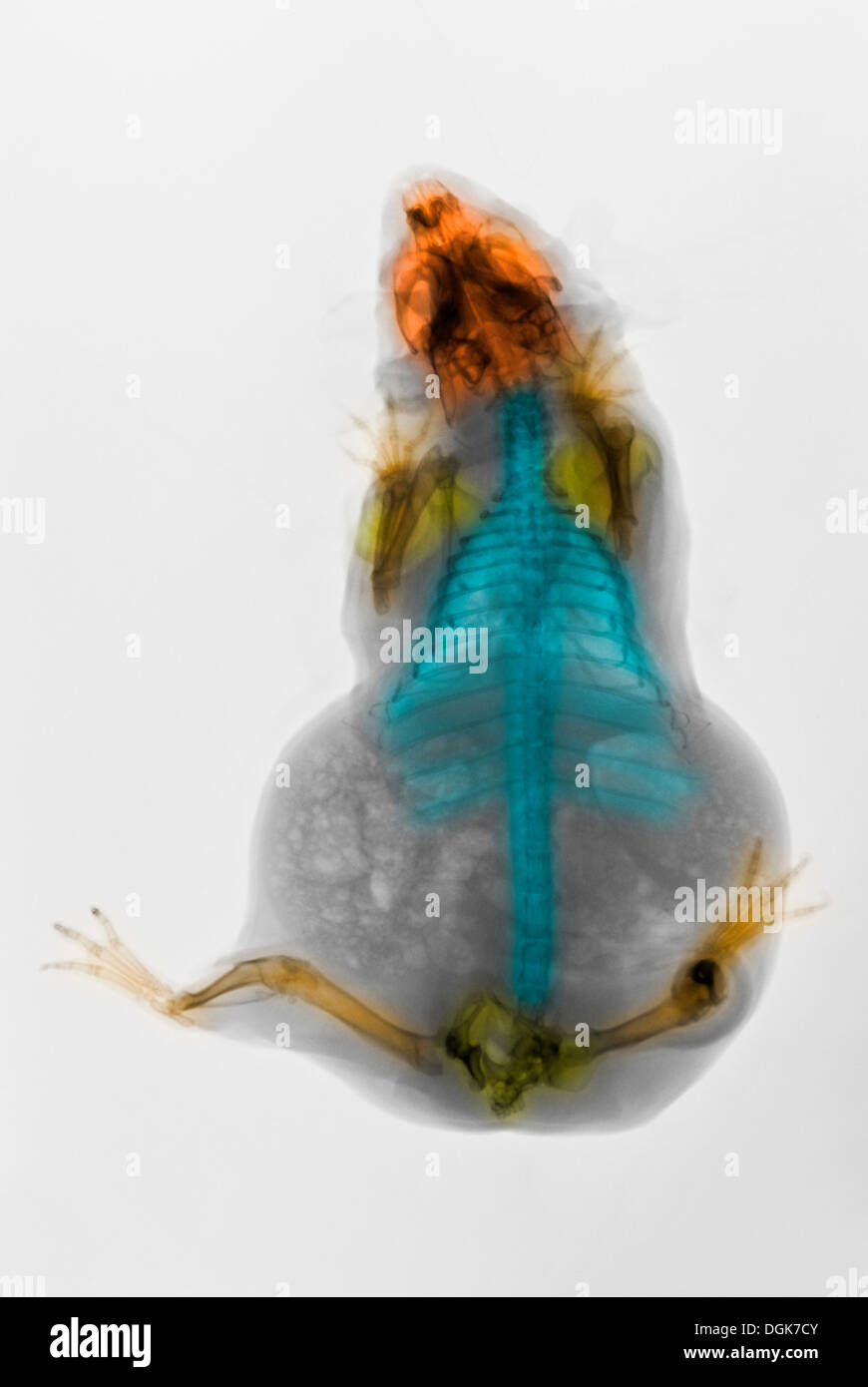 Xray of a guinea pig Stock Photo Alamy